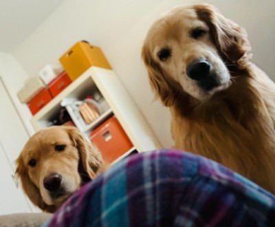 飼い主さんを心配する愛犬たち2