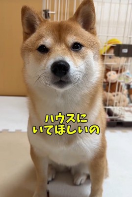 業者さんが来た日のはなちゃん
