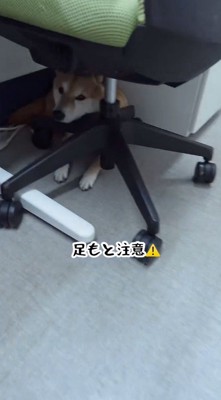イスの下でくつろぐ犬