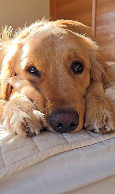 あご乗せポーズの大型犬