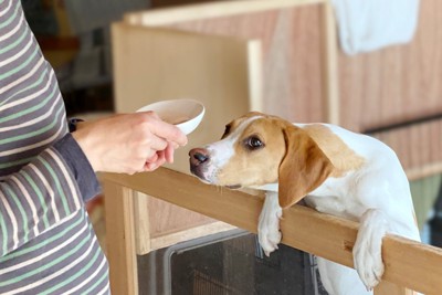 身を乗り出す垂れ耳の犬