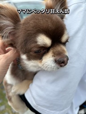 抱っこされる老犬2