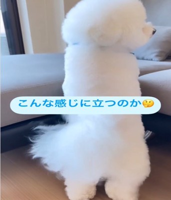横を見る犬