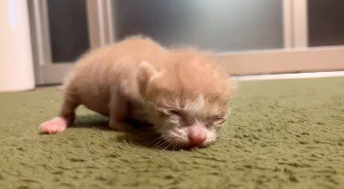 カーペットの上を這いずる子猫