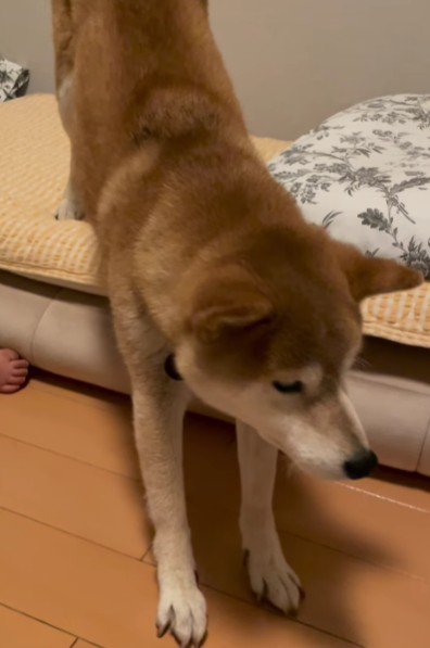 「どこで寝るかな」