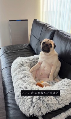 人間のように座るまめぞう君7