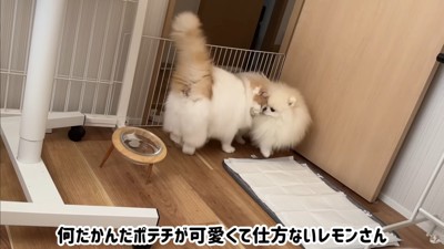 ポテチくんとレモンさんの再会⑩