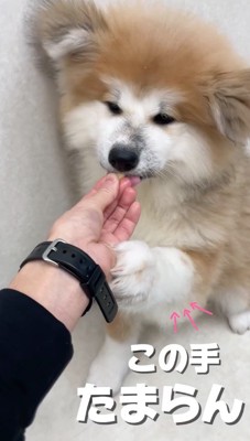 差し出されたおやつを食べる子犬