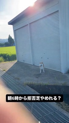 シャッターの前に立つ犬