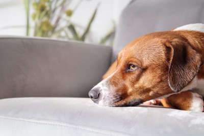 退屈そうな犬