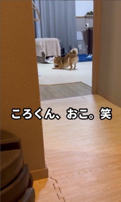 遊ぶ気満々のころ君9