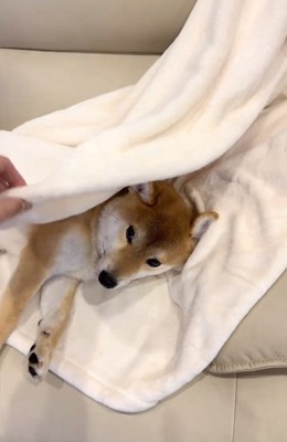 お顔が見えたしもんくん