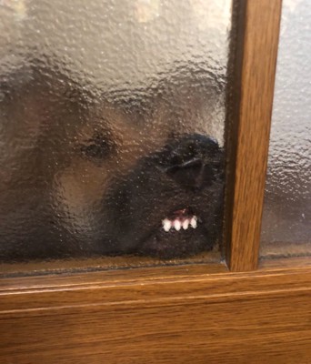 曇りガラス越しの犬