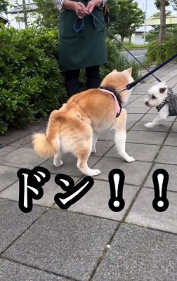 覇気を出すうーちゃん