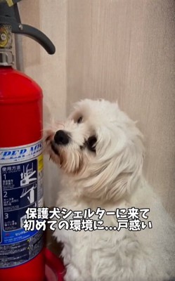 初めての環境に戸惑うムックくん