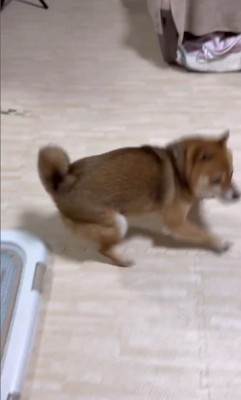 遊ぶ気満々のころ君4