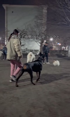 遠吠えを聞いたワンコたちの反応7