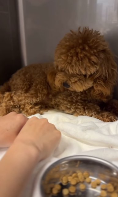 ケージの隅で震えながら人の手をにらみつけるボサボサのトイプードルのパピー