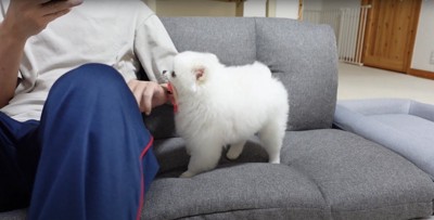 ソファに座っている飼い主におもちゃを持ってくるポメラニアン