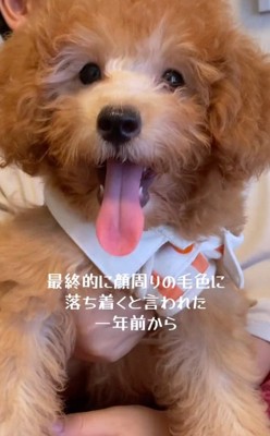 お迎えした頃のだんぼくん