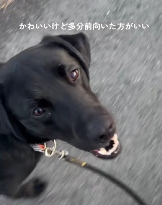 とっても可愛いけど…