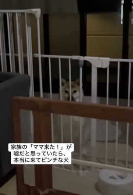 「良い子」な豆助くん