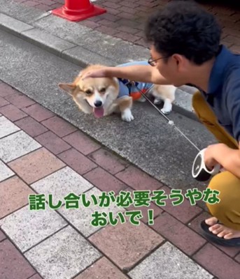頭をなでられる犬