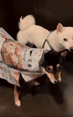 米袋を被るあんこちゃん