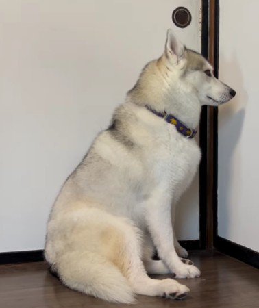 いちみちゃんはお風呂嫌い!