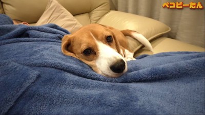 パパが出張から帰ってきた時のペコちゃん⑩