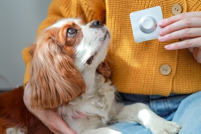 薬を手に持つ女性と犬