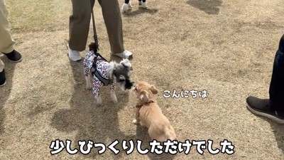 他の子にご挨拶♪