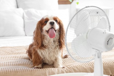 扇風機にあたる犬