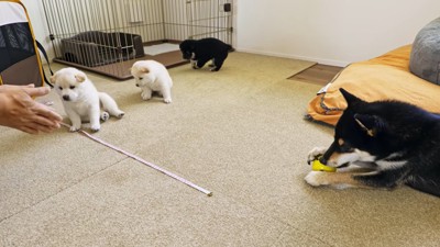 見守る親犬と縦に並ぶ子犬3匹