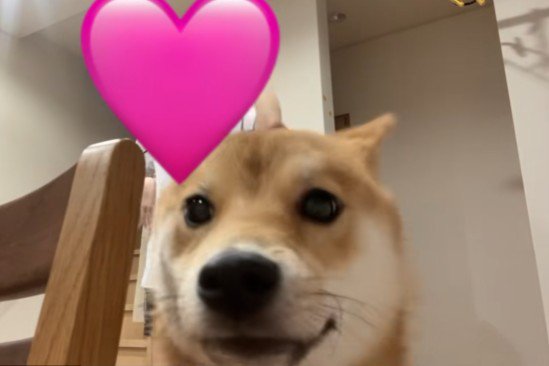 柴犬さんが乱入！？