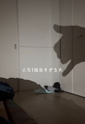 手の影に反応する犬