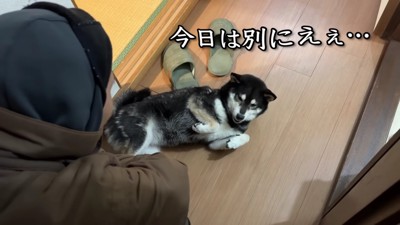 お散歩に行きたくない