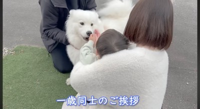 男の子に顔を近づけるサモエド