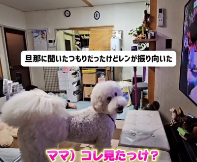 振り向いて飼い主の声に反応する犬