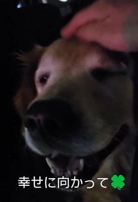 里親の元へ向かう大型犬