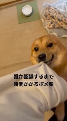 耳を後ろに倒して喜びながら飼い主に飛びつく犬
