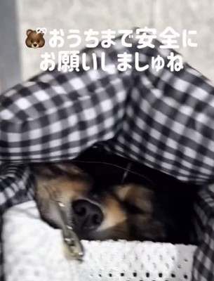 バッグの中で目を細める犬