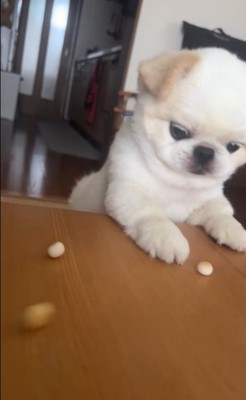 ボーロを食べたいワンコ6