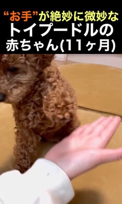 くぅちゃんの「おて」4