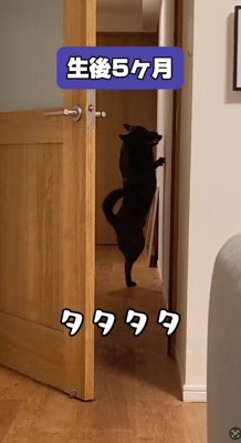 立ち上がって壁を前足で叩く子犬