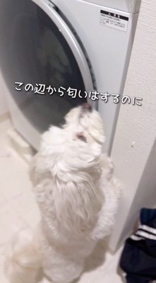 洗濯機に前足を掛けて中を覗く犬