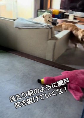 網戸を突き抜けちゃった！！