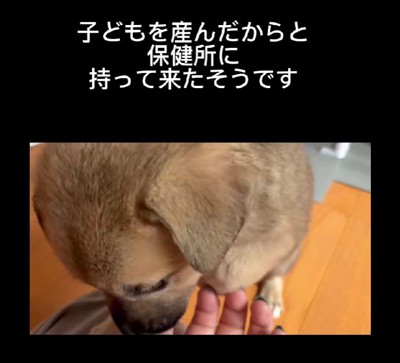 保健所に持ち込まれてしまった