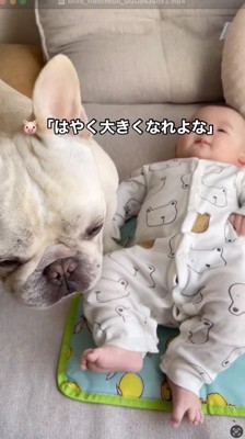 赤ちゃんのそばに佇む犬
