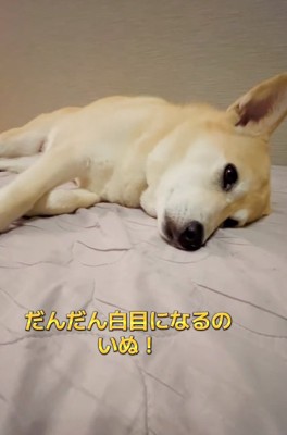 横になるすいちゃん